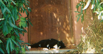 florine pet sitter à LA ROCHELLE 17000_9