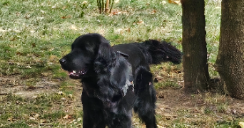 adrien pet sitter à MALAKOFF 92240_4