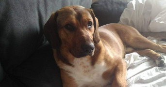 elodie pet sitter à VENISSIEUX 69200_2