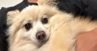 jeanpierre pet sitter à VINCENNES 94300_0