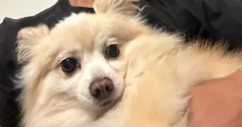 jeanpierre pet sitter à VINCENNES 94300