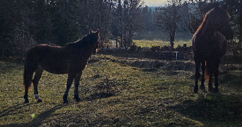 eloïse pet sitter à VALSERHONE 01200_2