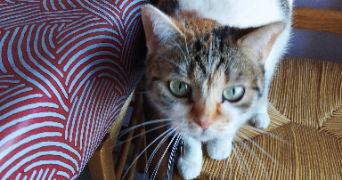 galyna  pet sitter à Montpellier 34060_2