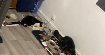 melanie pet sitter à LEFOREST 62790_2