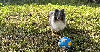 lea pet sitter à TORCY 77200_5