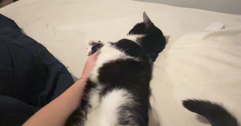 elisa pet sitter à PERPIGNAN 66100_3