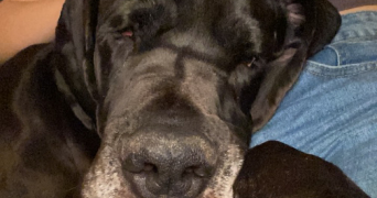 Eva pet sitter à Nancy 54000_7