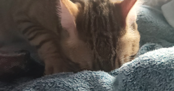 camille pet sitter à BARBERAZ 73000_3