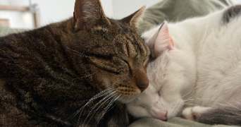 alexia pet sitter à CARPENTRAS 84200_1