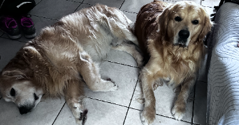 patte pet sitter à COUZEIX 87270_1