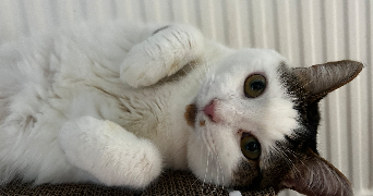 camille pet sitter à DECINES CHARPIEU 69150_3