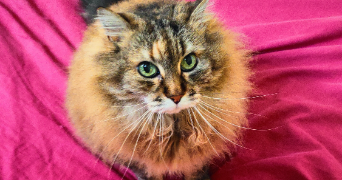 catherine cat sitter à PARIS 02 75002_0