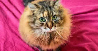catherine cat sitter à PARIS 02 75002