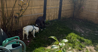 mathilde pet sitter à ORGUEIL 82370_2