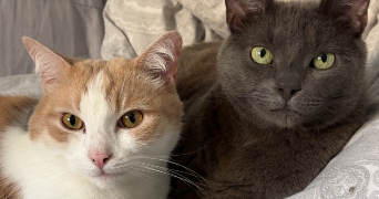 naomie pet sitter à CHARTRES 28000_2