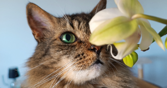gabrielle pet sitter à Bougunais 44340_1