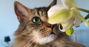 gabrielle pet sitter à Bougunais 44340