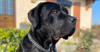 charlotte pet sitter à GRENOBLE 38100_1