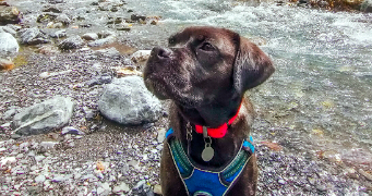 coline pet sitter à ANNECY 74960_1