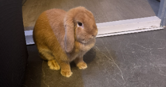 stanislas pet sitter à LE COTEAU 42120_5