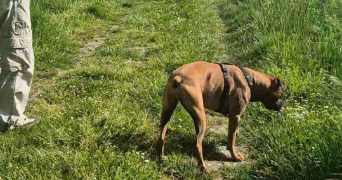 charline pet sitter à VIGNEUX SUR SEINE 91270_2