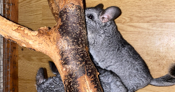 eloïse pet sitter à IZE 53160_3