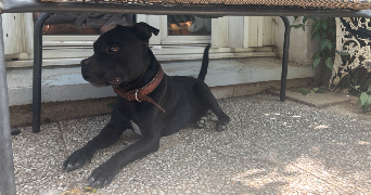 anaïs pet sitter à PLAISIR 78370_2