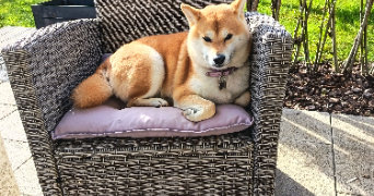 delphine  pet sitter à Vaux-les-Prés 25770_2