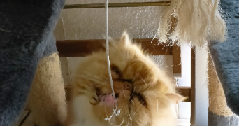thibault pet sitter à ANGERS 49000_4