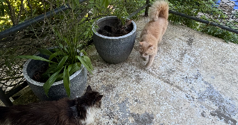 camila pet sitter à PONT L ABBE 29120_3