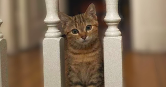 quentin pet sitter à MAISONS LAFFITTE 78600_1
