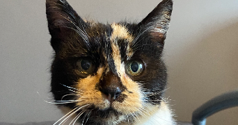 anais pet sitter à NANTERRE 92000_8