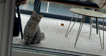 anaïs pet sitter à EAUBONNE 95600_4