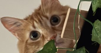 lola pet sitter à POITIERS 86000_2