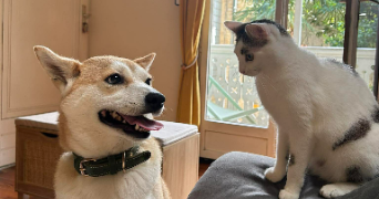 apolline pet sitter à POITIERS 86000_0