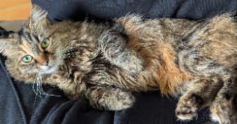 chloé pet sitter à CLERMONT FERRAND 63000_3