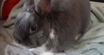 léonie pet sitter à SENLIS 60300_7