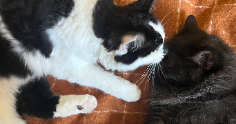 théana  pet sitter à La Côte-Saint-André 38260_2