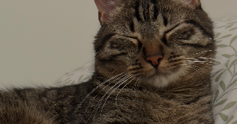 camille pet sitter à CLAMART 92140_2