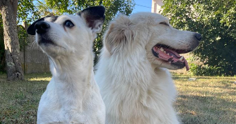 lola pet sitter à CHOISY LE ROI 94600_6
