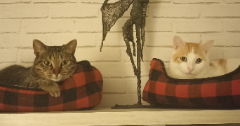 lilou pet sitter à CYSOING 59830_1