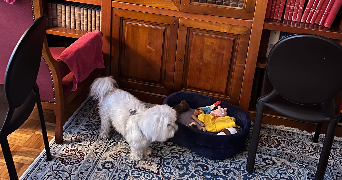 sarah pet sitter à VINCENNES 94300_3