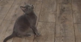gwénaëlle pet sitter à GONESSE 95500_0