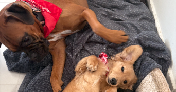 chiara pet sitter à PARIS 05 75005_12