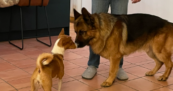 elisa pet sitter à ST ETIENNE 42000_5