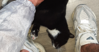 joud pet sitter à BREST 29200_3