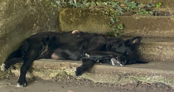 anaïs pet sitter à ST PRIEST 07000_3