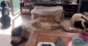 lauriane pet sitter à VILLEFRANCHE DE LAURAGAIS 31290_5