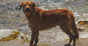 cyril pet sitter à LA CRAU 83260_4
