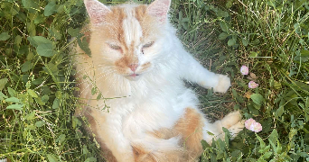 camille pet sitter à MERIGNAC 33700_3